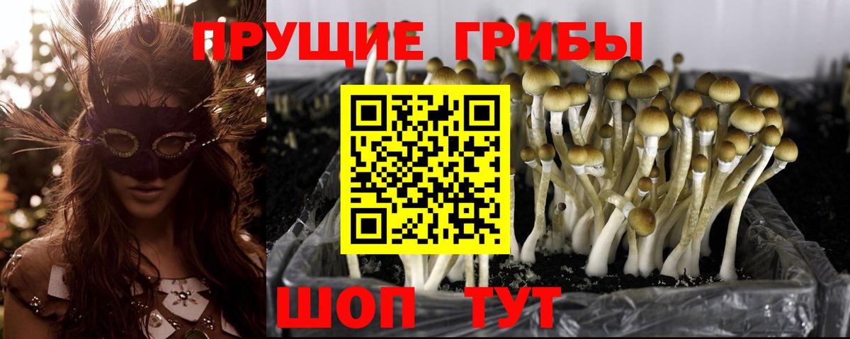 Псилоцибиновые грибы Cubensis  Вход с VPN  где можно купить наркотик  Электросталь 